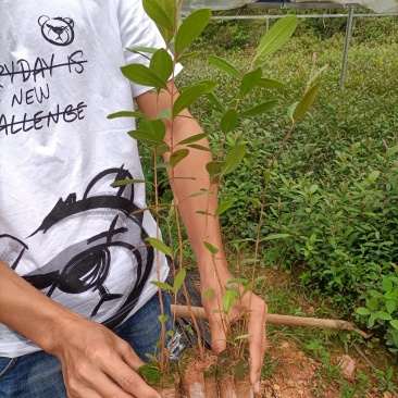 桃金娘小杯苗，别名棯子树，优质品质，欢迎预定，价格优惠。
