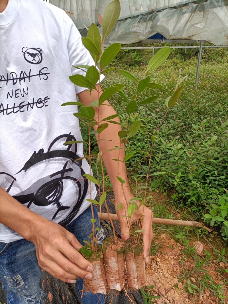 桃金娘小杯苗，别名棯子树，优质品质，欢迎预定，价格优惠。