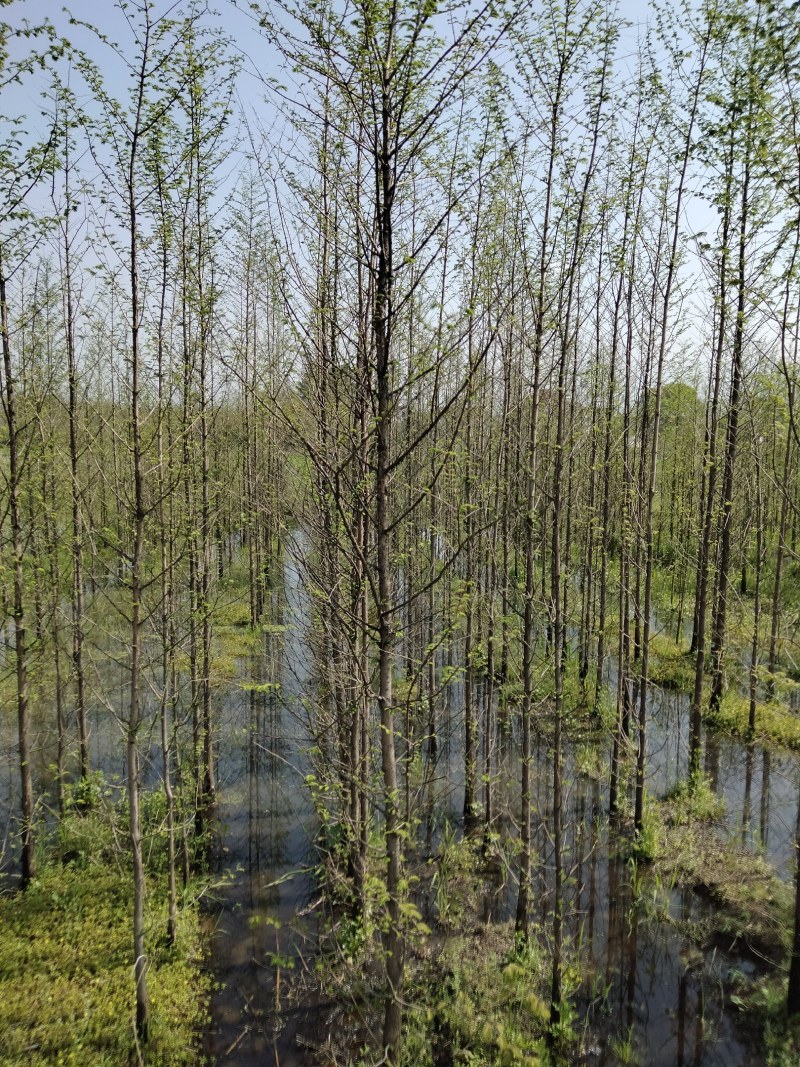 水杉各种规格江西水杉