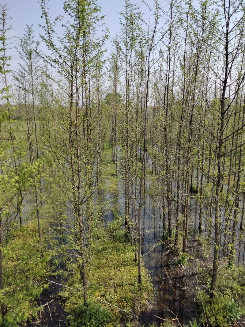 水杉各种规格江西水杉