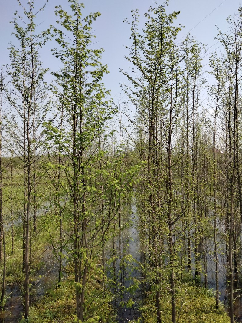 水杉各种规格江西水杉