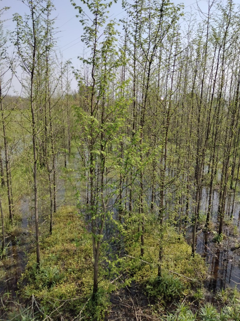 水杉各种规格江西水杉