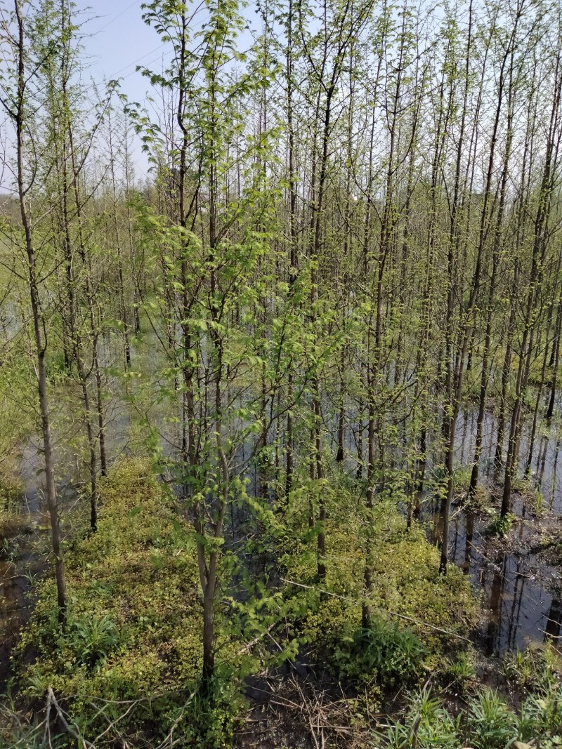 水杉各种规格江西水杉