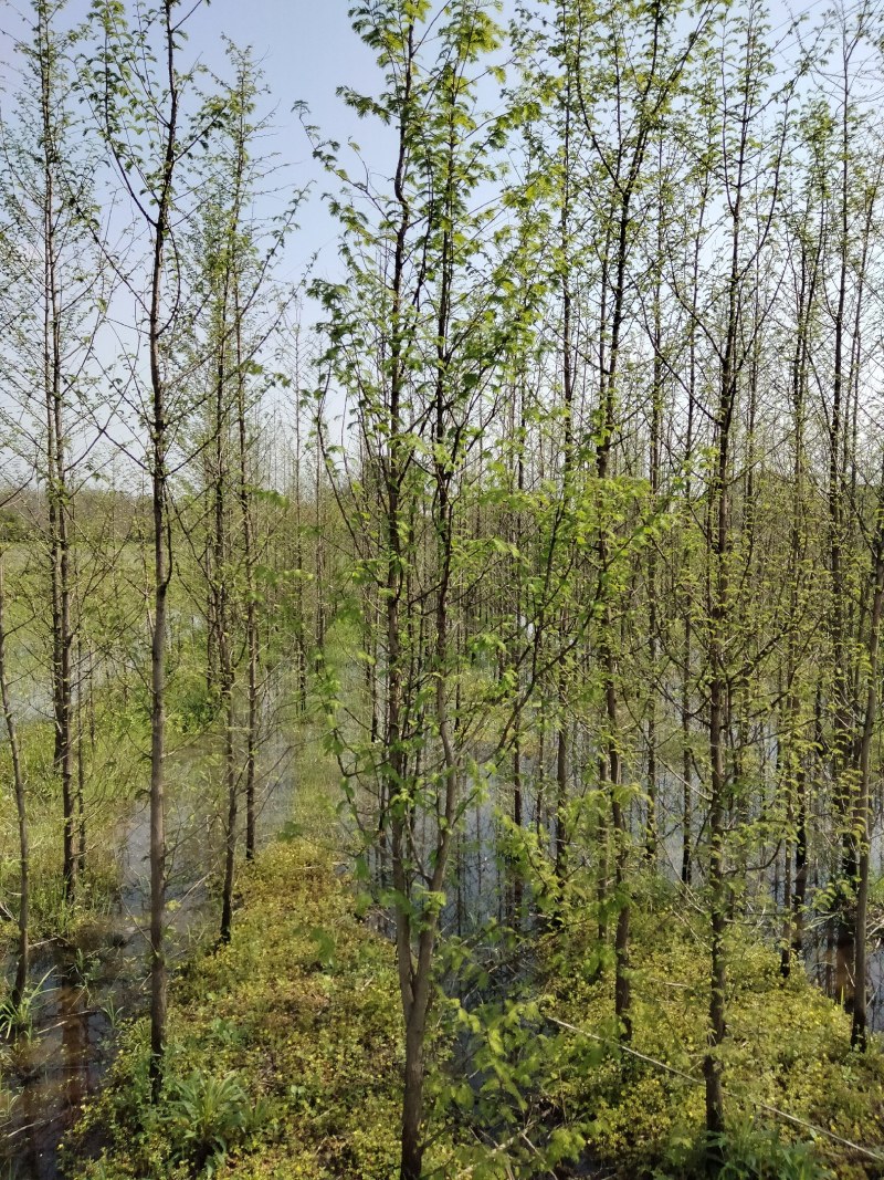 水杉各种规格江西水杉