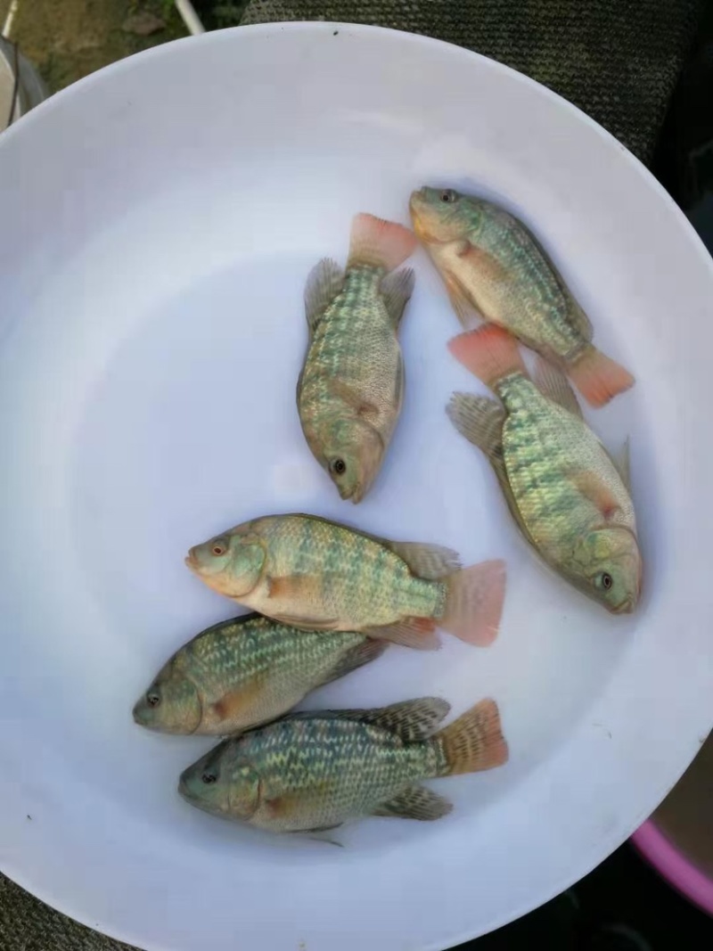 【基地直销全国发货】海南一号吉富罗非脆肉罗非