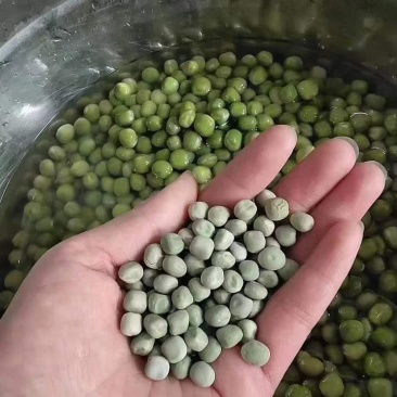 豌豆。豌豆米。煮的耙的干豌豆，。