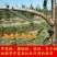 包邮果树拉枝器改进型开角器拉枝压枝定型器弯枝神器永德助