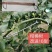 包邮果树拉枝器改进型开角器拉枝压枝定型器弯枝神器永德助