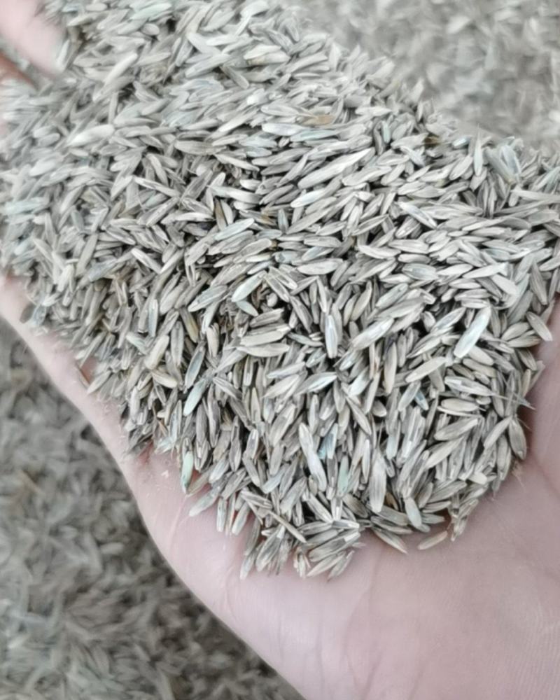 护坡固土草种籽耐旱四季青植物高羊茅鱼塘河堤高速边坡绿化草