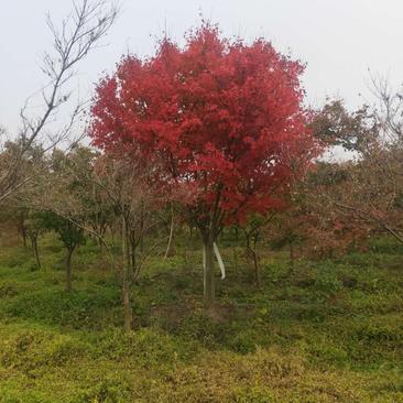 红枫高嫁接分枝点1.5-1.8中国红枫10公分2800
