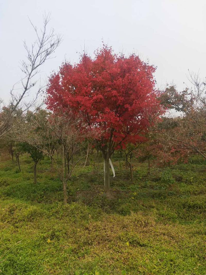 红枫高嫁接分枝点1.5-1.8中国红枫10公分2800