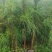 云南松(优质云南松大袋苗)