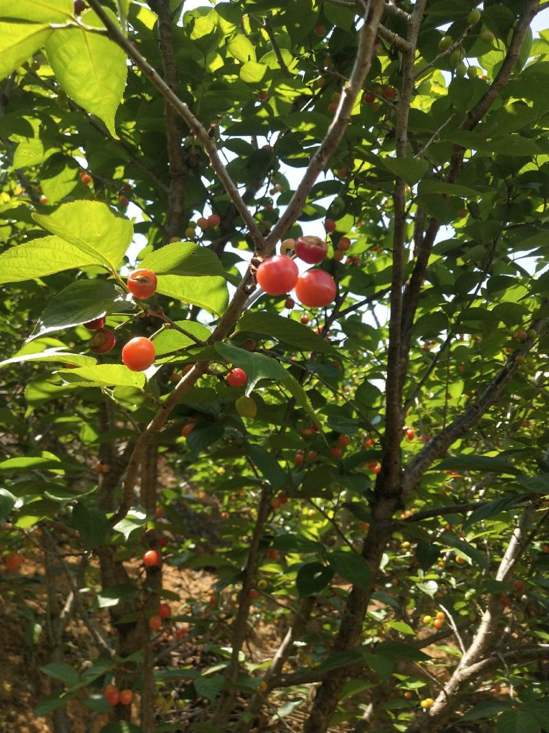 露天樱桃即将上市各位大佬请准备