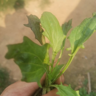 云南纯野生车钱草野生的