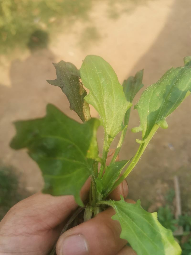 云南纯野生车钱草野生的