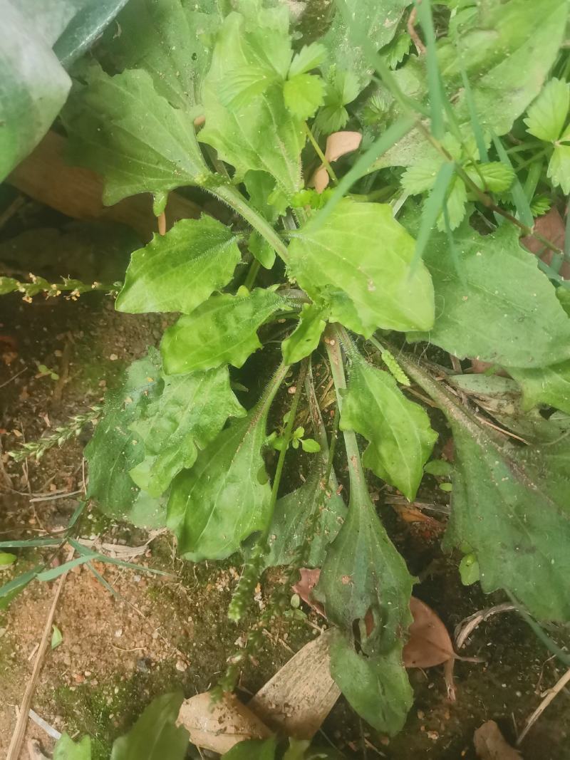 云南纯野生车钱草野生的