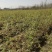 朴树大量供应朴树小苗