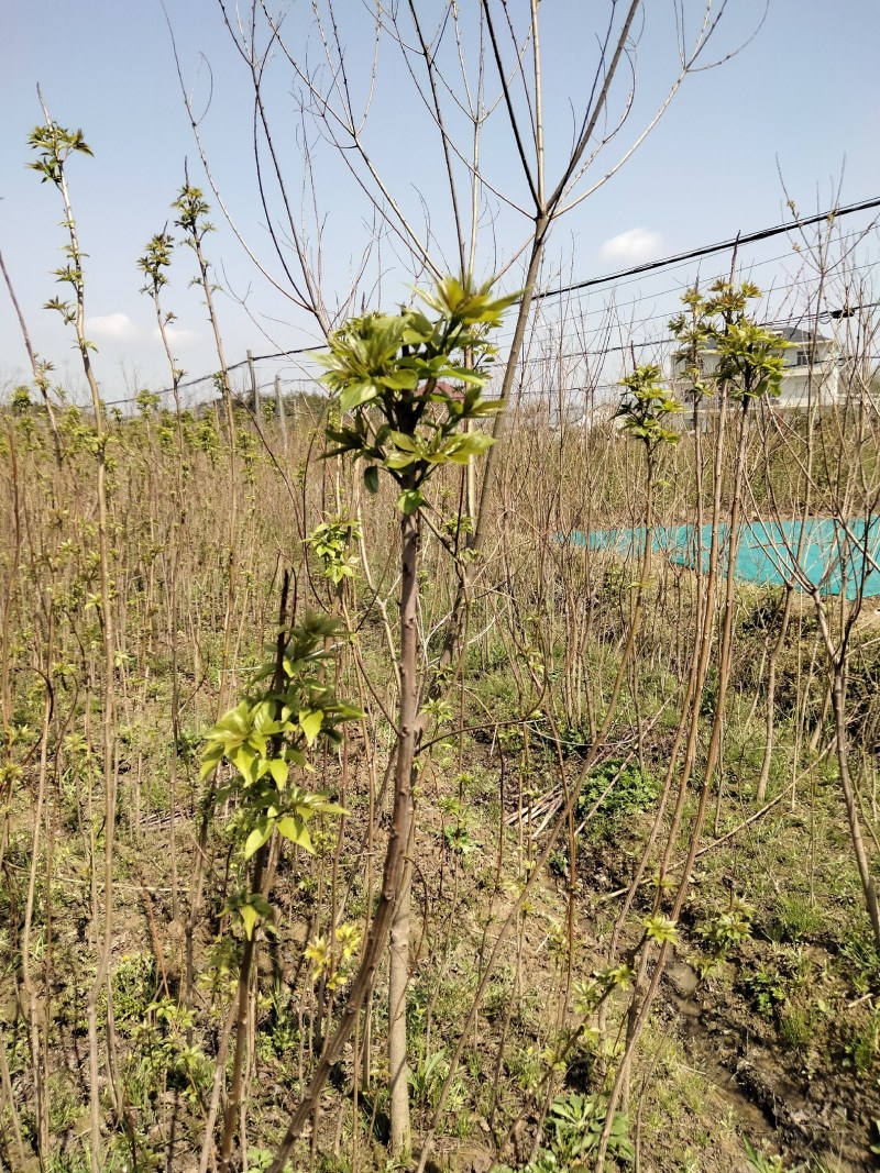椤树江西椤树小苗各种规格大量供应