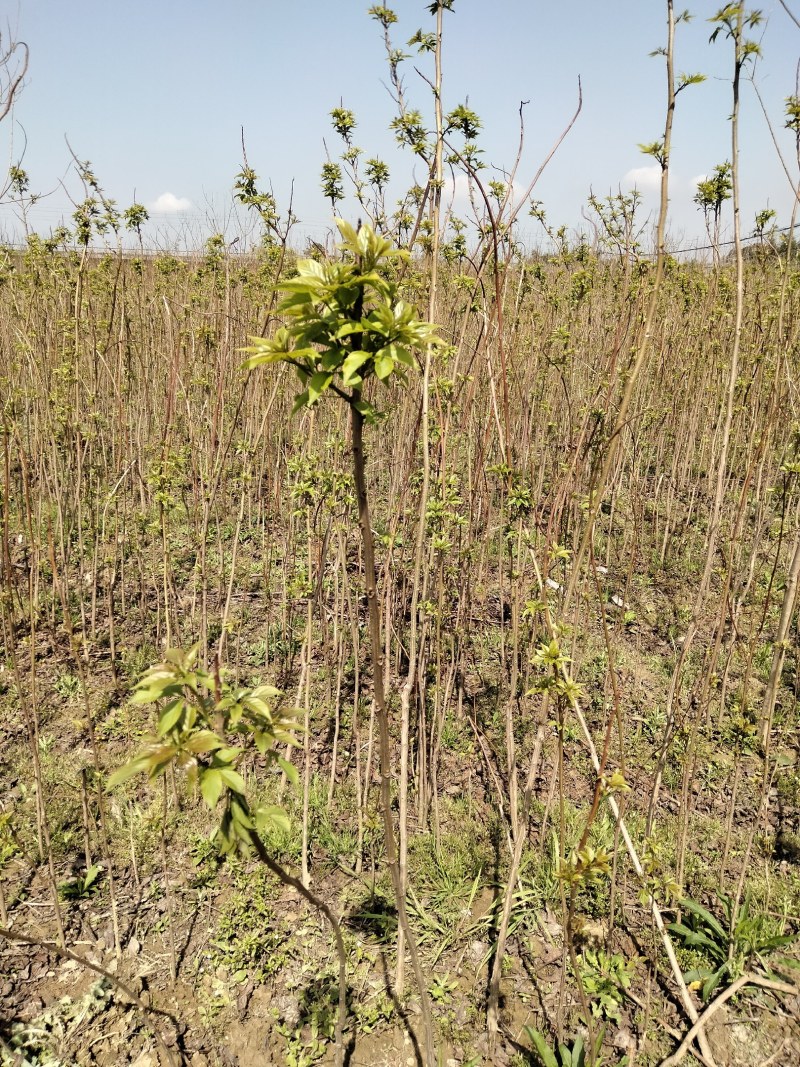 椤树江西椤树小苗各种规格大量供应