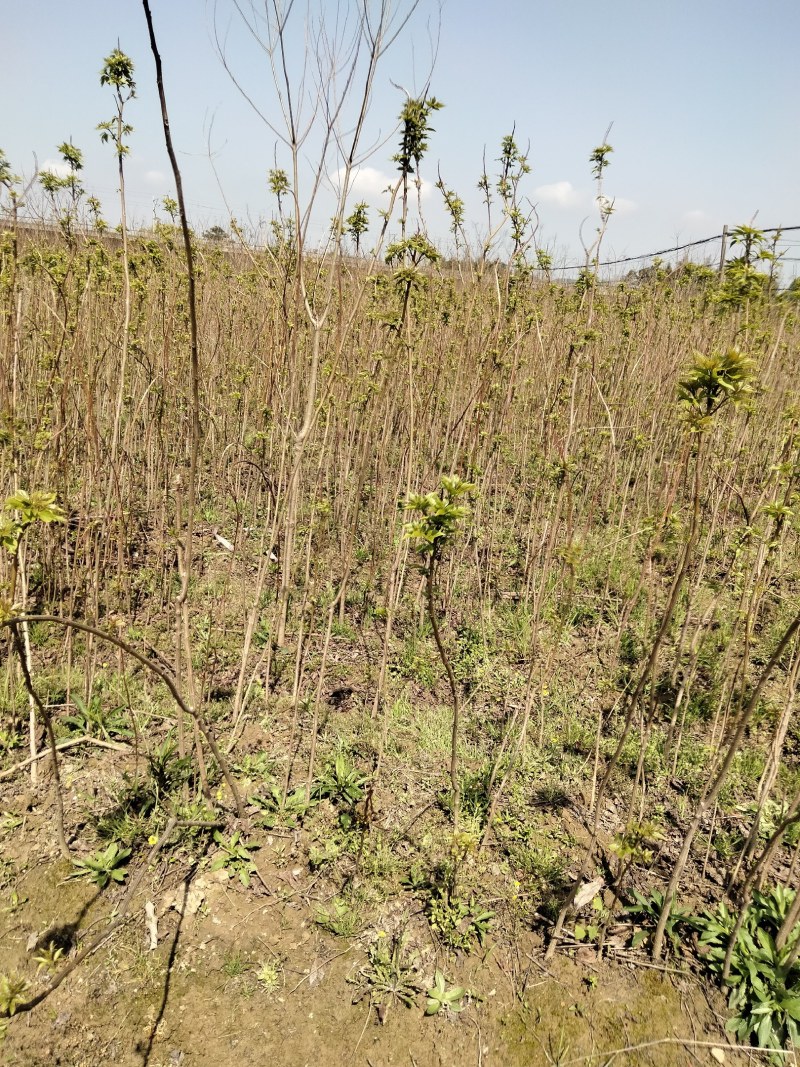 椤树江西椤树小苗各种规格大量供应