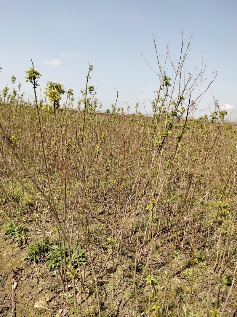 椤树江西椤树小苗各种规格大量供应