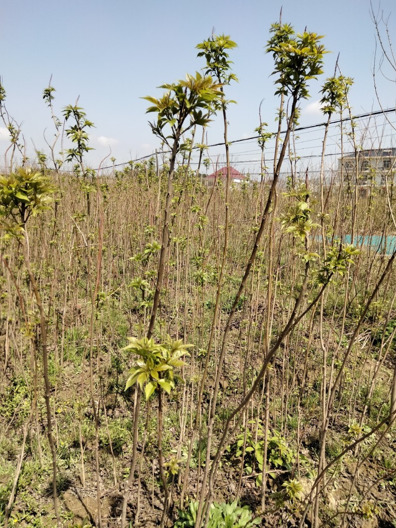 椤树江西椤树小苗各种规格大量供应
