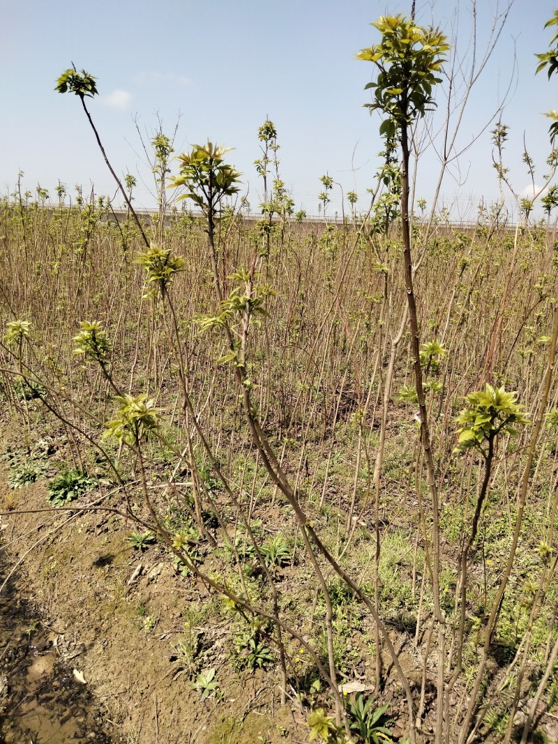 椤树江西椤树小苗各种规格大量供应