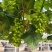 精品阳光玫瑰葡萄广州增城种植基地直供品质优良