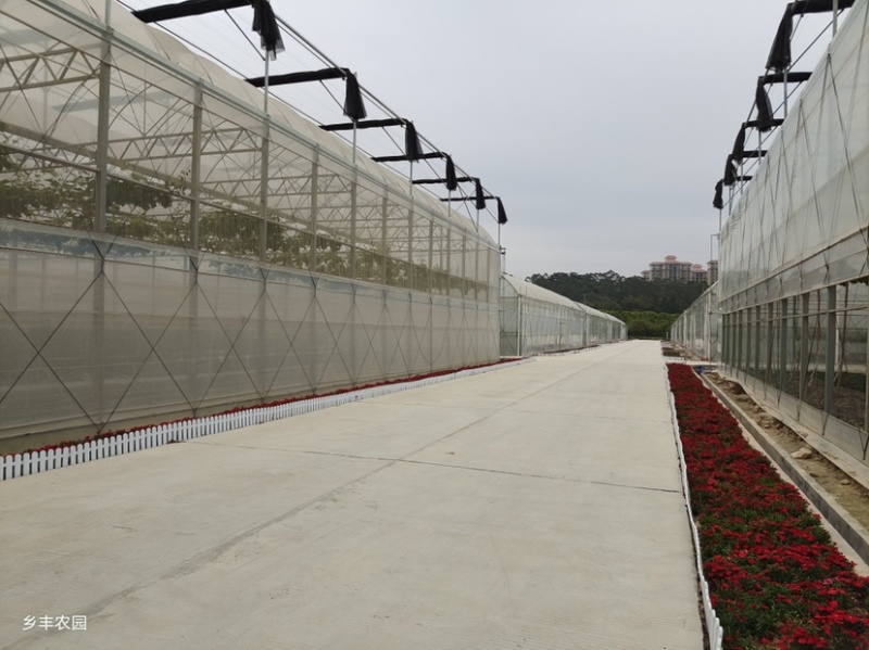 精品阳光玫瑰葡萄广州增城种植基地直供品质优良