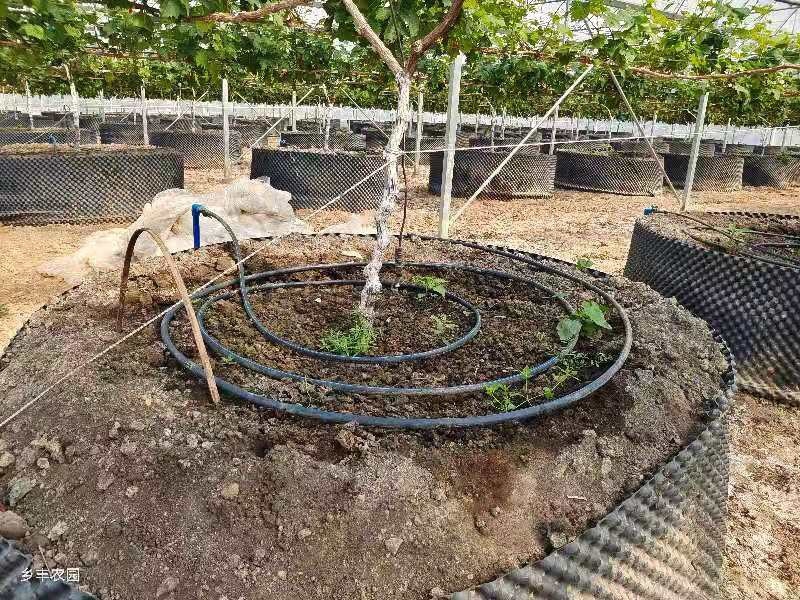 精品阳光玫瑰葡萄广州增城种植基地直供品质优良