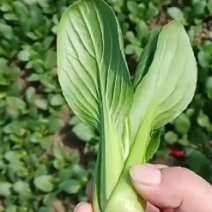 上海青小油菜产地直发，一手货源，支持视频看货，实地考察