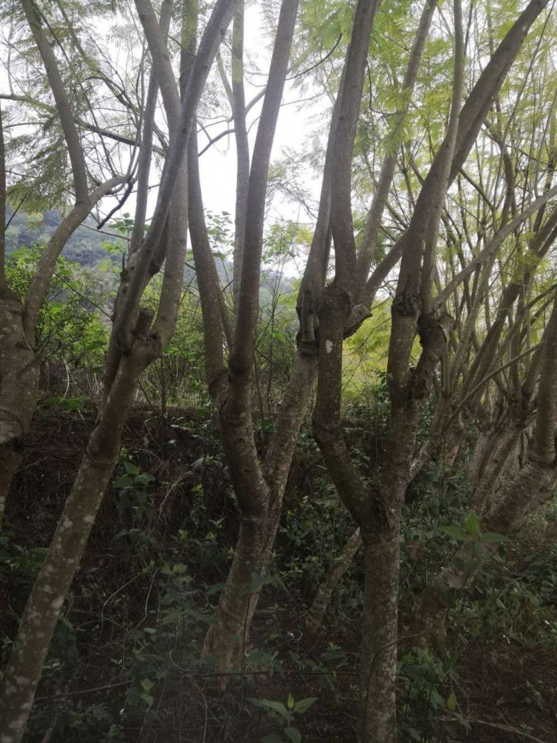 蓝花楹(大规格15-30分米径)生苗熟苗都有货)