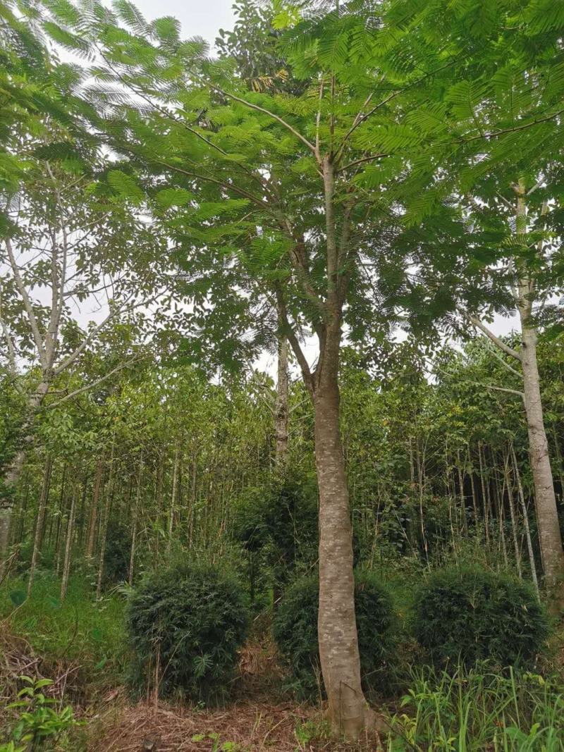 蓝花楹(大规格15-30分米径)生苗熟苗都有货)