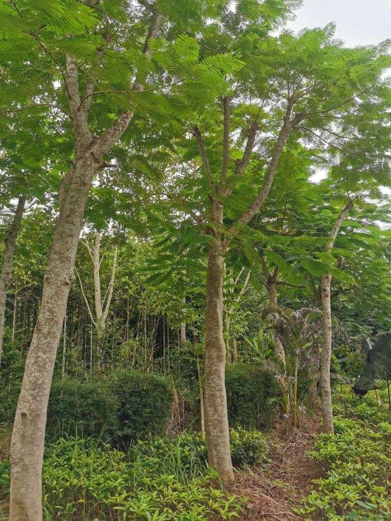 蓝花楹(大规格15-30分米径)生苗熟苗都有货)