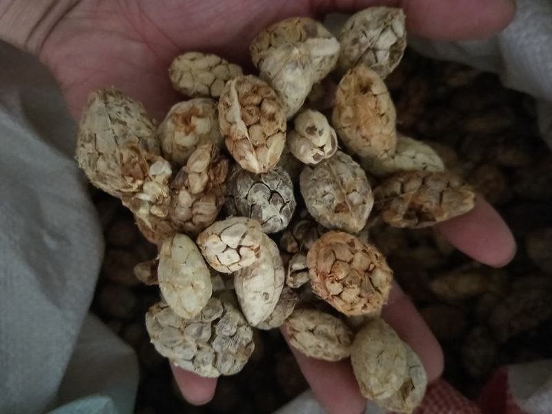 草果电烤草果碳烤草果剪把草果草果仁草果皮