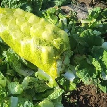 黄心露天娃娃菜，产地直销，货源稳定，可实地考察看货