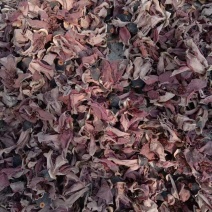 木棉花，正品，新货，干