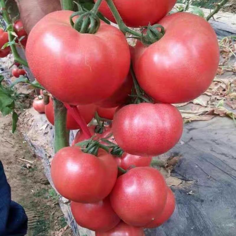 抗病毒大小红番茄大小优质各种西红柿苗蔬菜种苗