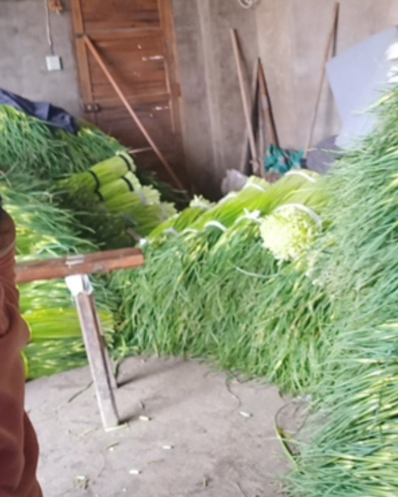 蒜苔已经上市了都是头发蒜苔特别嫩脆。需要的联系