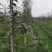 果树开角拉枝别枝器压枝器园林工具拉直钩定型纺锤弯枝神器永