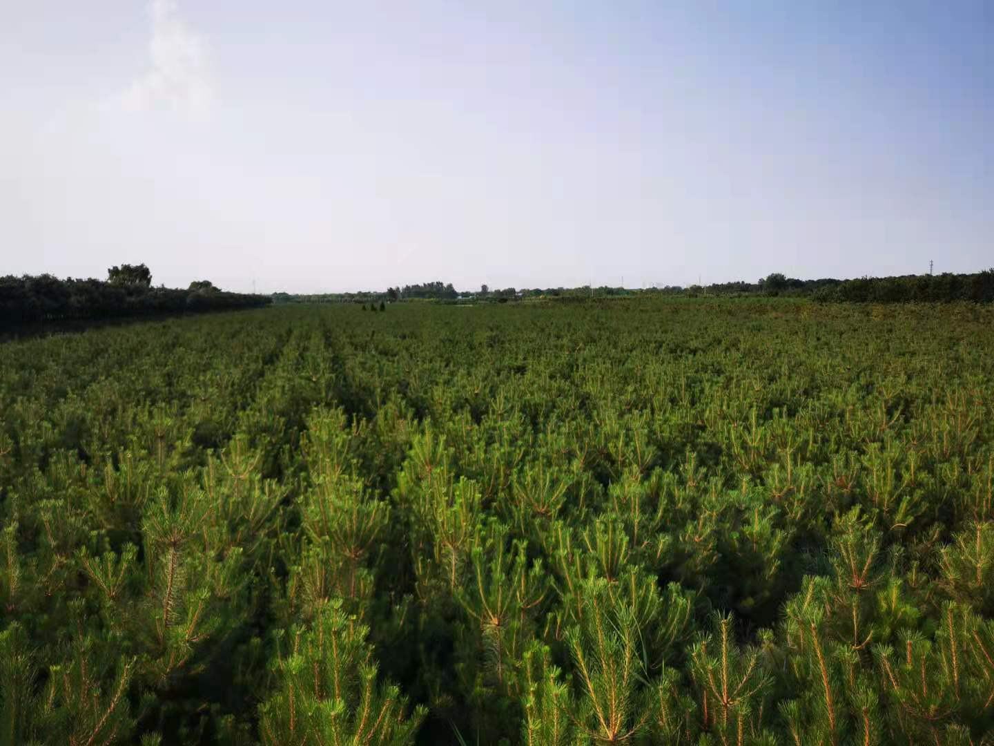 油松节药材切片图