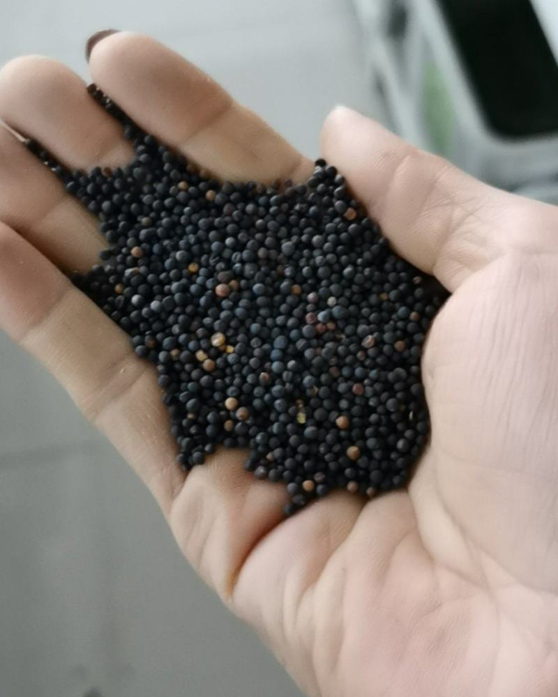 老品种油菜种子油菜花种子2021新种子高产千斤王油菜籽出