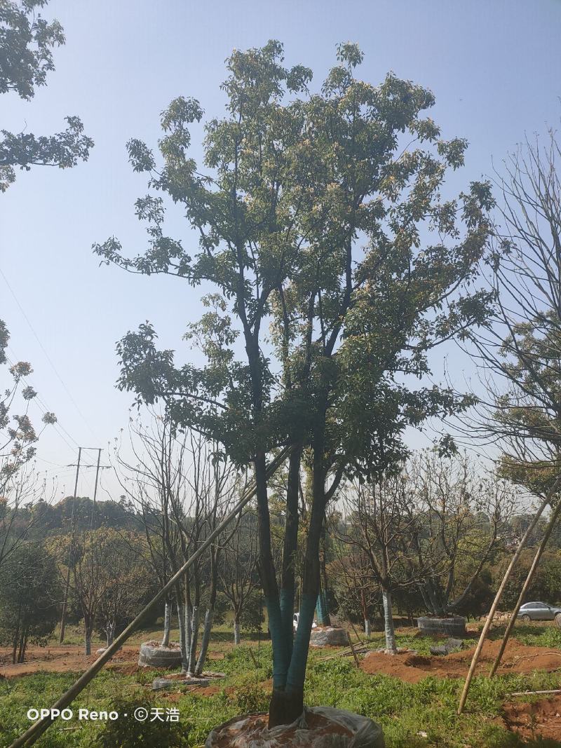 容器苗全冠香樟含丛生