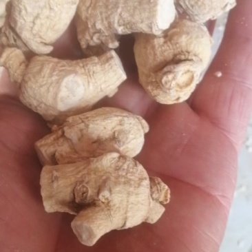 西洋参粒头，质量品质嘎嘎好，自己修剪一手货，电联下单