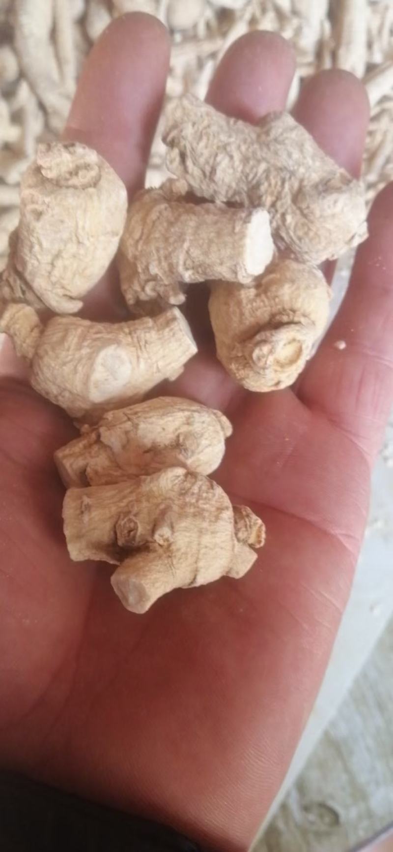 西洋参粒头，质量品质嘎嘎好，自己修剪一手货，电联下单