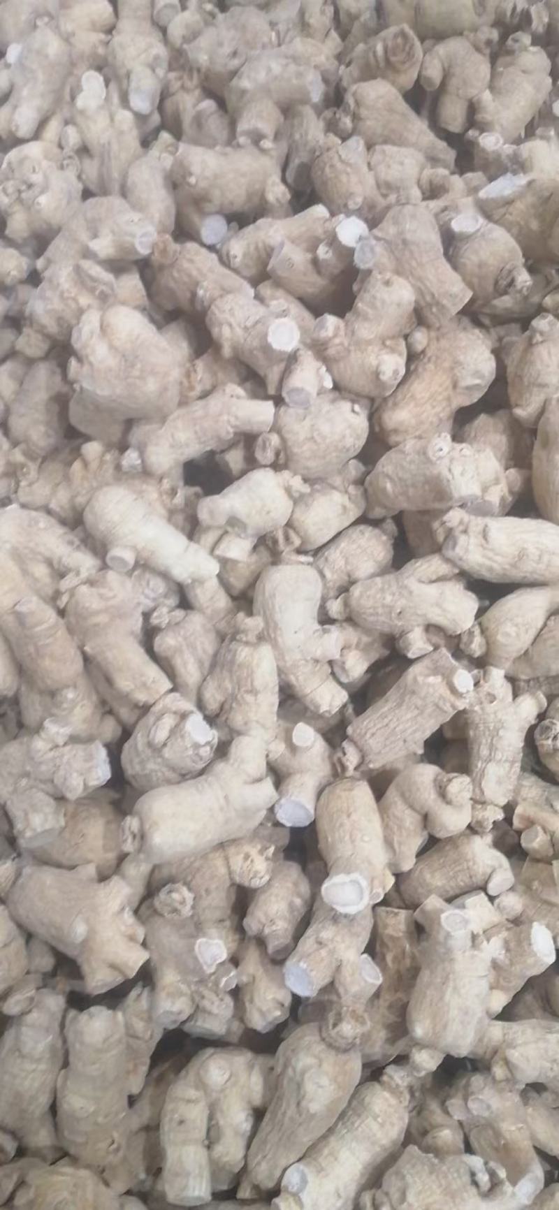 西洋参粒头，质量品质嘎嘎好，自己修剪一手货，电联下单