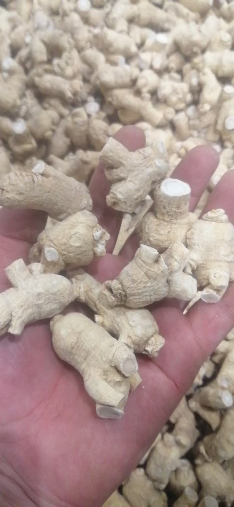 西洋参粒头，质量品质嘎嘎好，自己修剪一手货，电联下单
