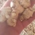 西洋参粒头，质量品质嘎嘎好，自己修剪一手货，电联下单