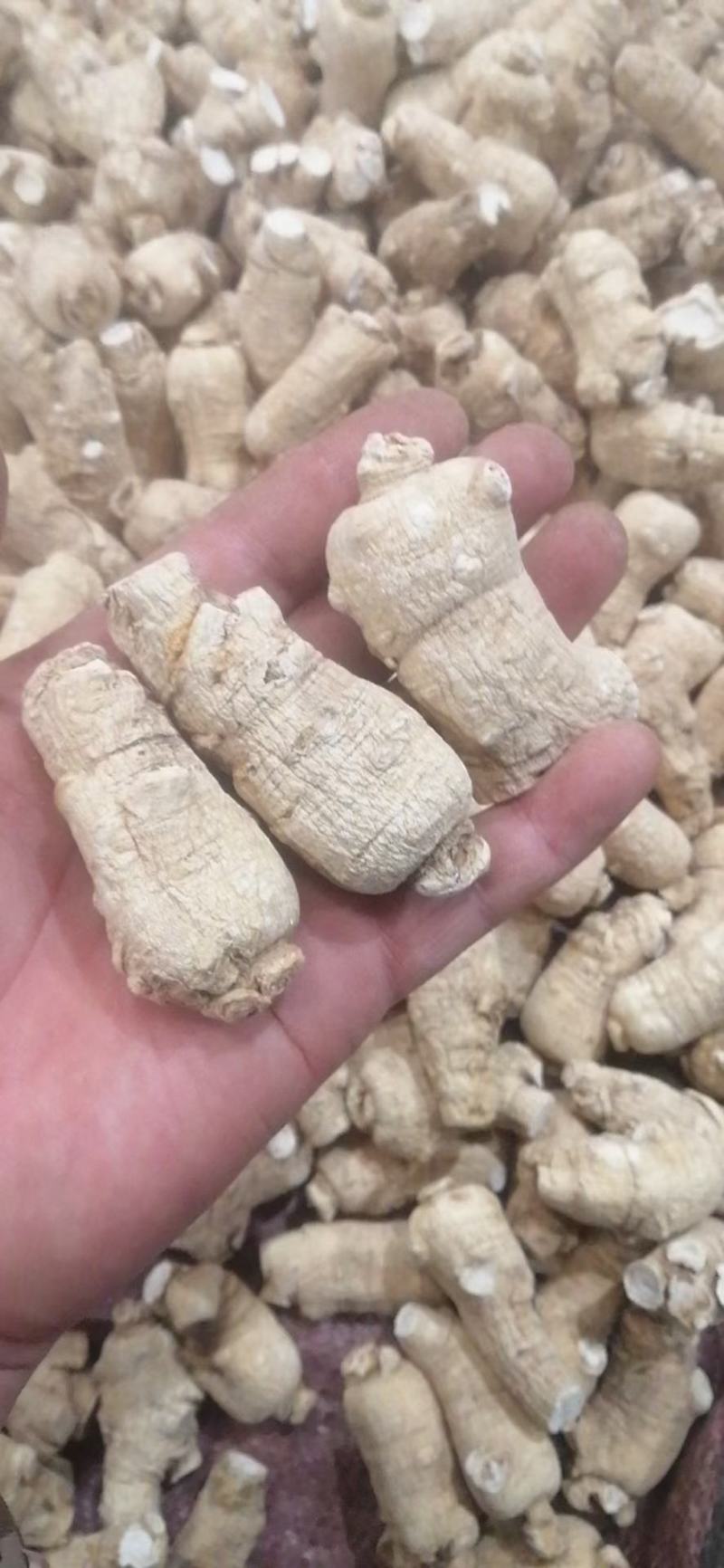 西洋参粒头，质量品质嘎嘎好，自己修剪一手货，电联下单