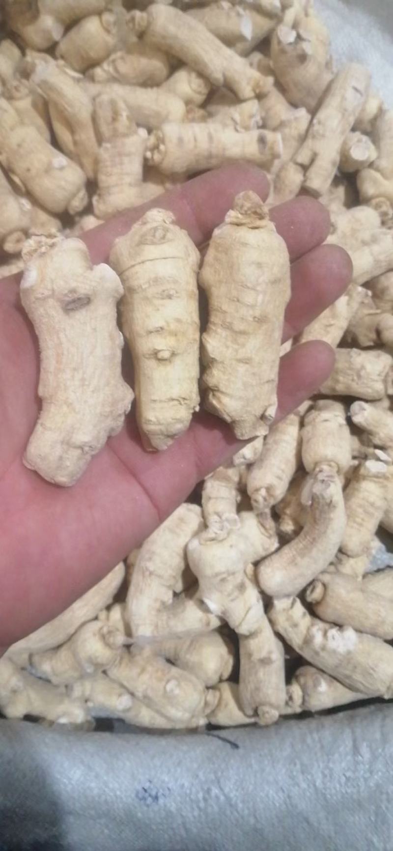 西洋参粒头，质量品质嘎嘎好，自己修剪一手货，电联下单